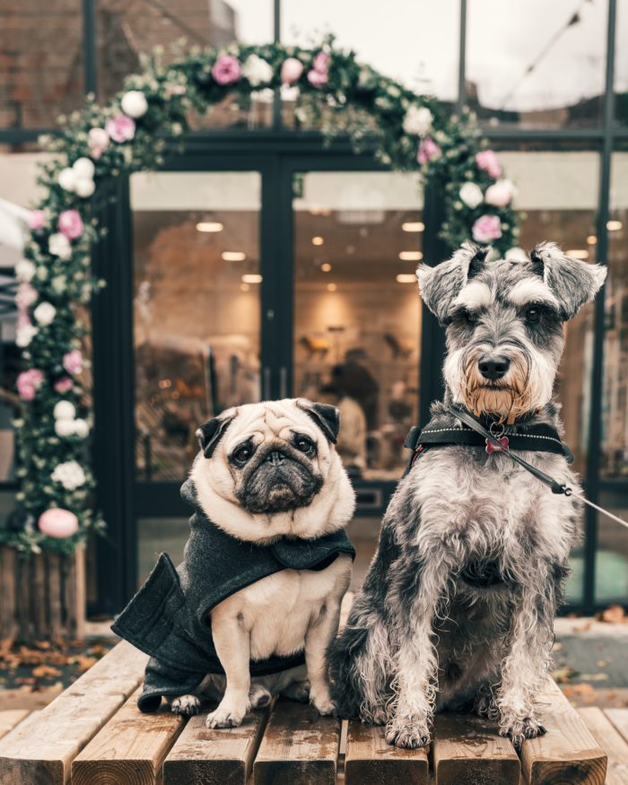Dogs married